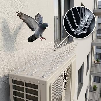 Bird Pigeon Spikes Chennai
